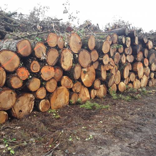 Vente de bois